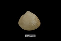藏品(方形馬珂蛤)的圖片